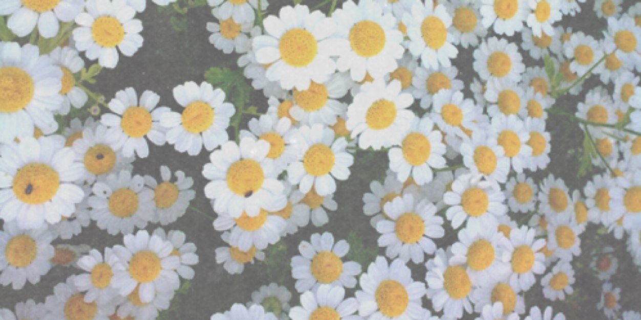 idekellie's profile banner image