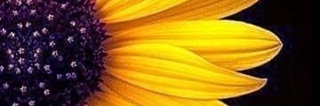 steph_depew's profile banner image