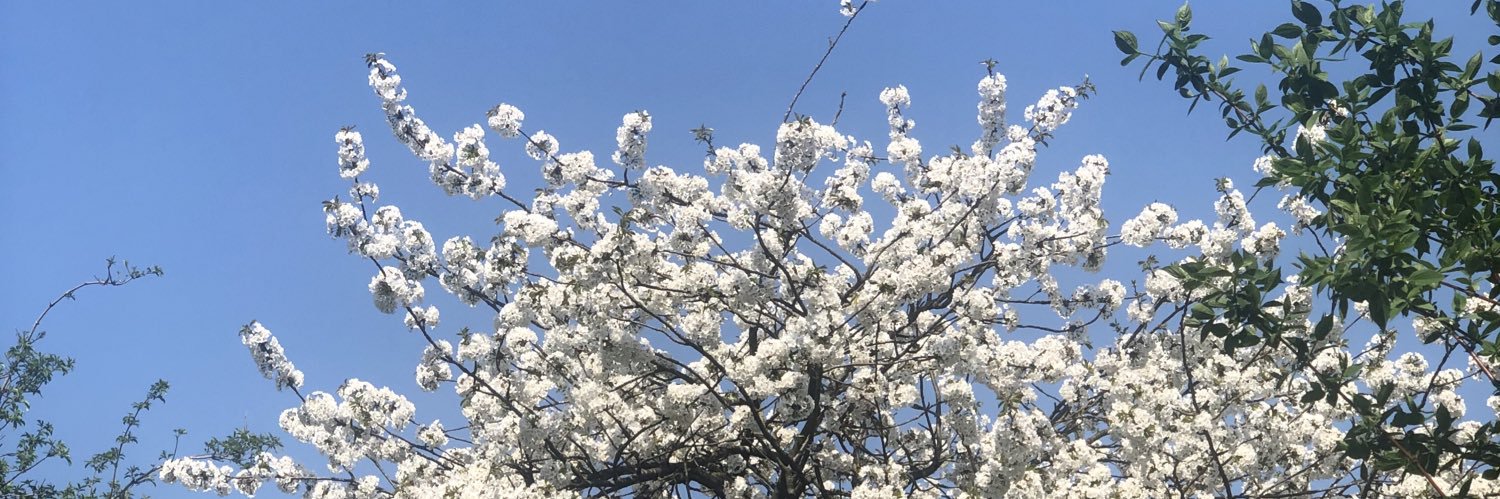 Prezidentay's profile banner image