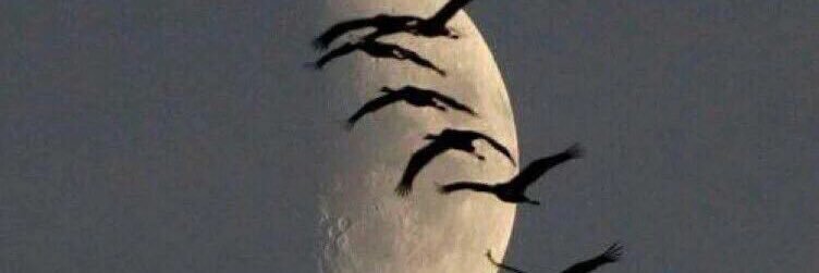 nzfal7roof's profile banner image