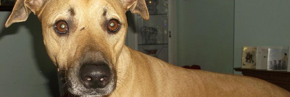Hunkydog's profile banner image
