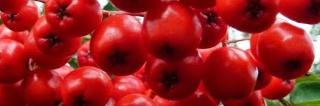 Rowanberrybute's profile banner image
