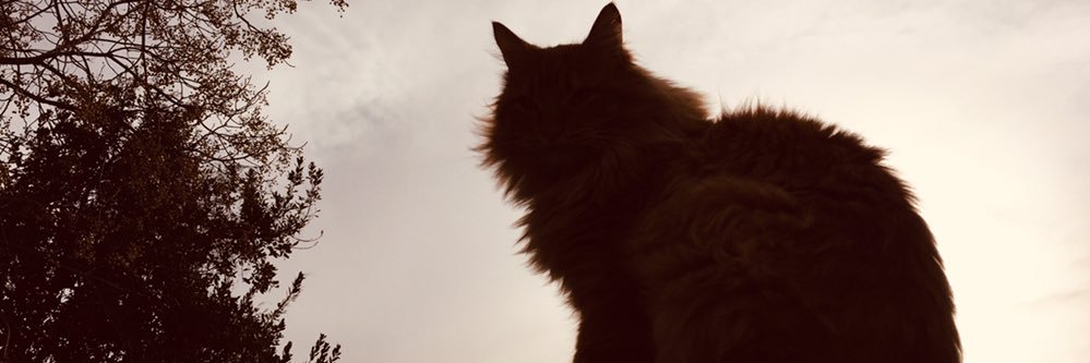 MicaTorres28's profile banner image