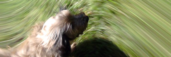 Iancbd Profile Banner