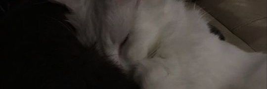 ninananax's profile banner image