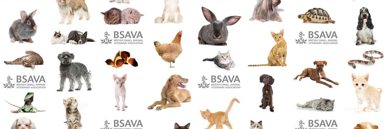 Sheldon Middleton banner