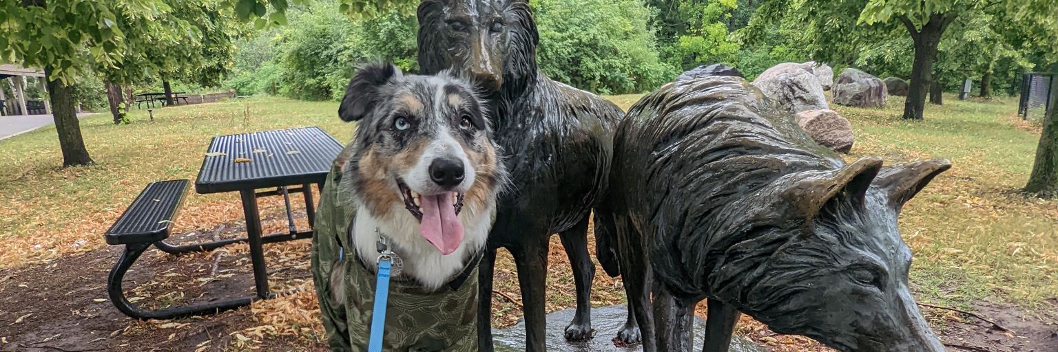 borderrcollie's profile banner image