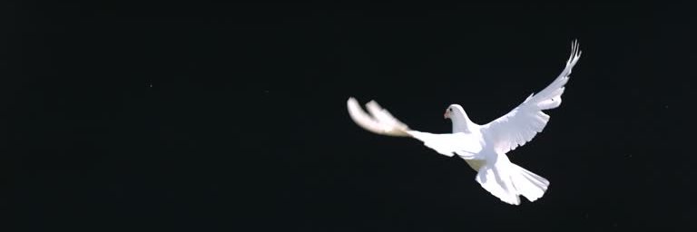 Andrea A 🇫🇷🇺🇾 † ☮️🕊 banner