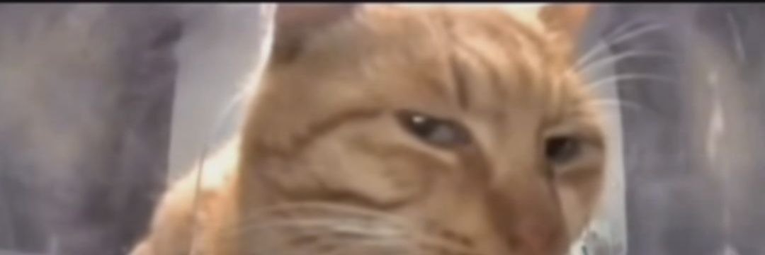 spikypotato's profile banner image