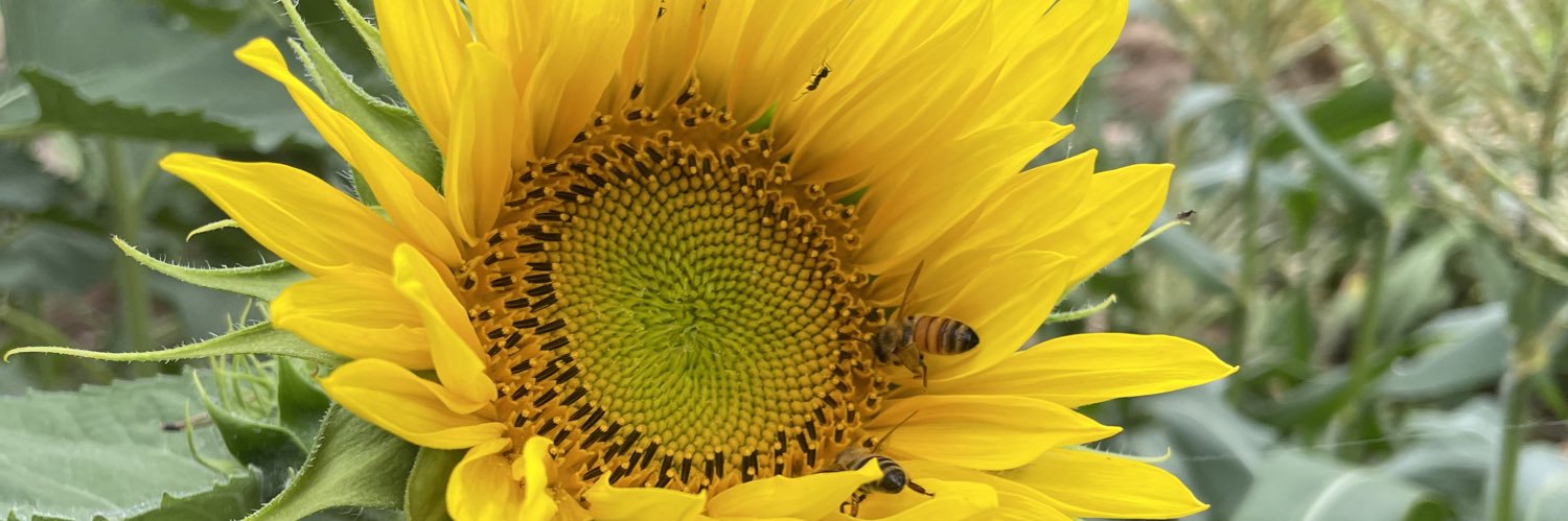 the scientist banner