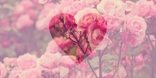 Linnet_Chvez's profile banner image