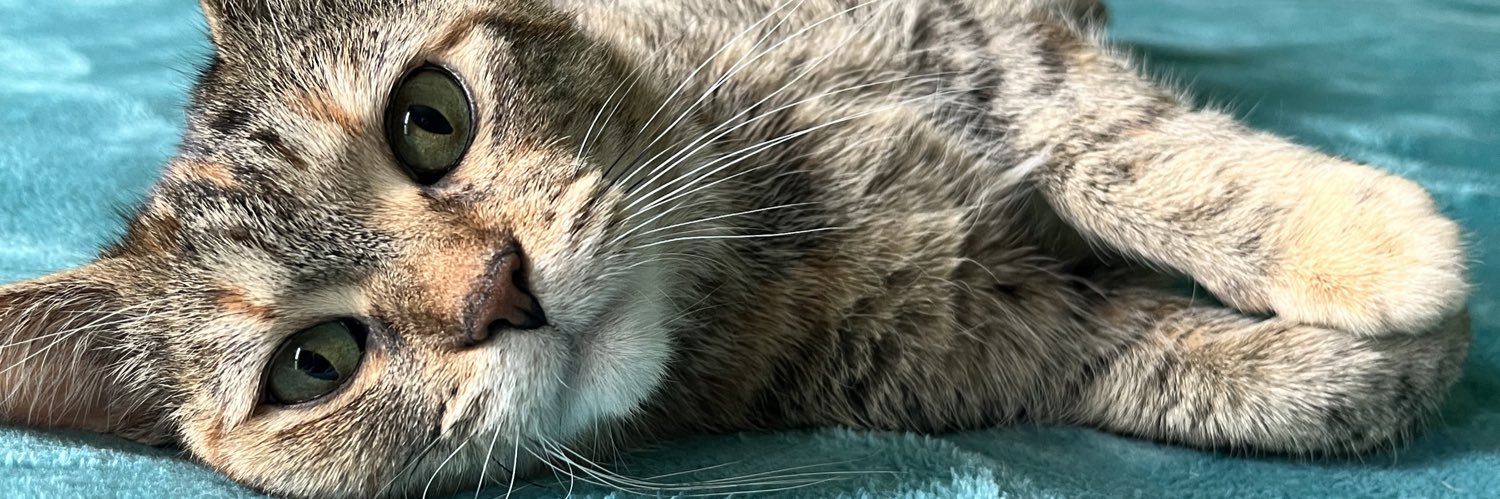 ashbee03's profile banner image