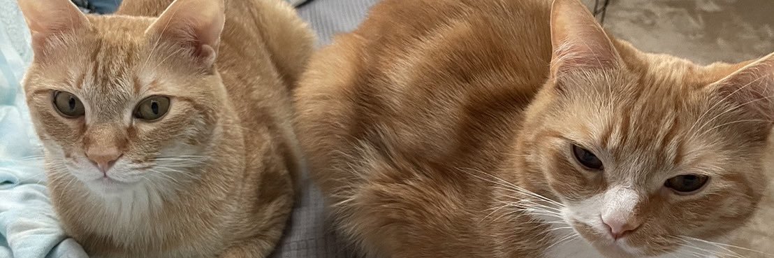 simasima_cat1's profile banner image