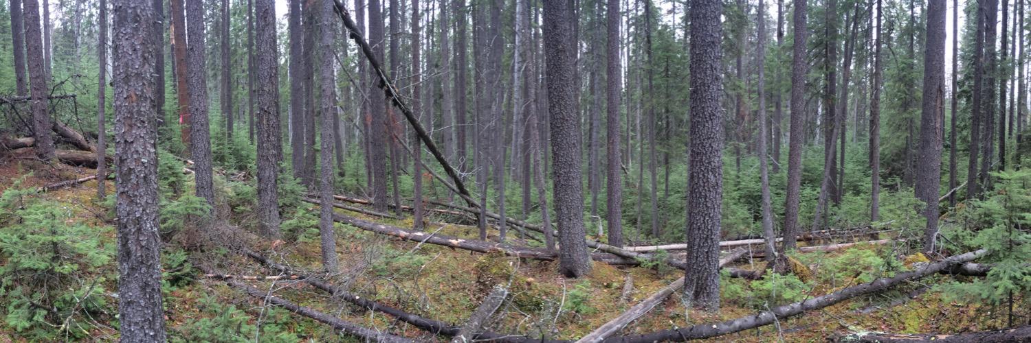 Colleen Fortier, PhD banner