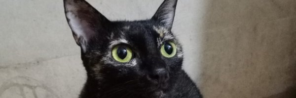 persetty Profile Banner