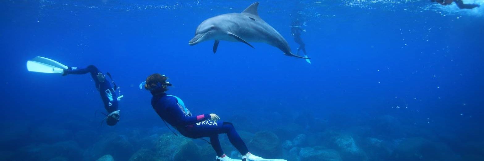 Mayudolphin157's profile banner image
