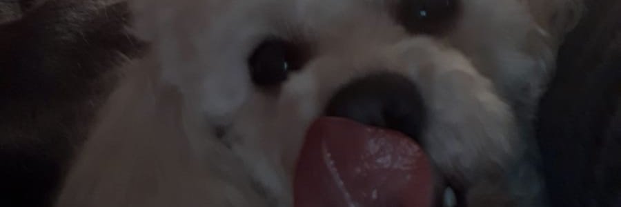 soceste's profile banner image