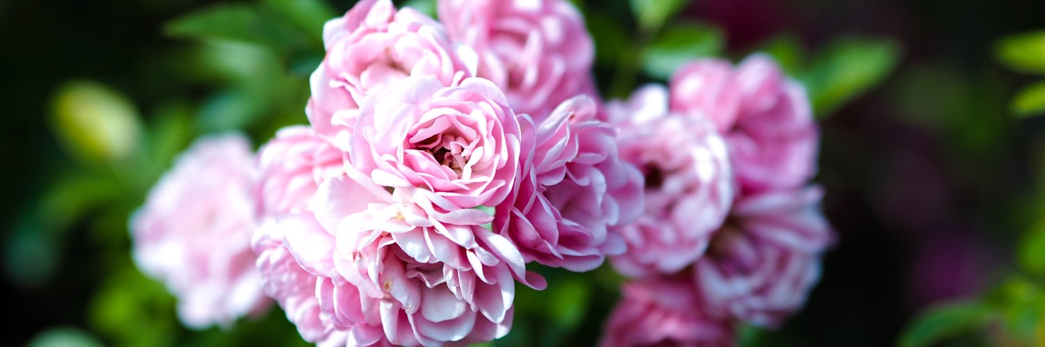 Maki Takano📷 banner