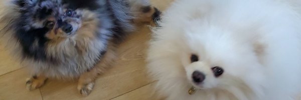 Octo33 Profile Banner