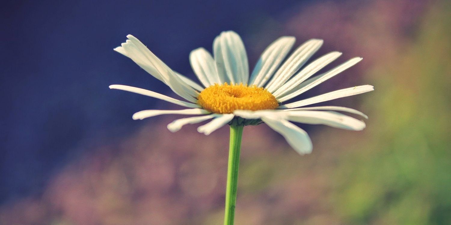 deisypava's profile banner image