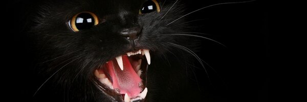 blackcat Profile Banner
