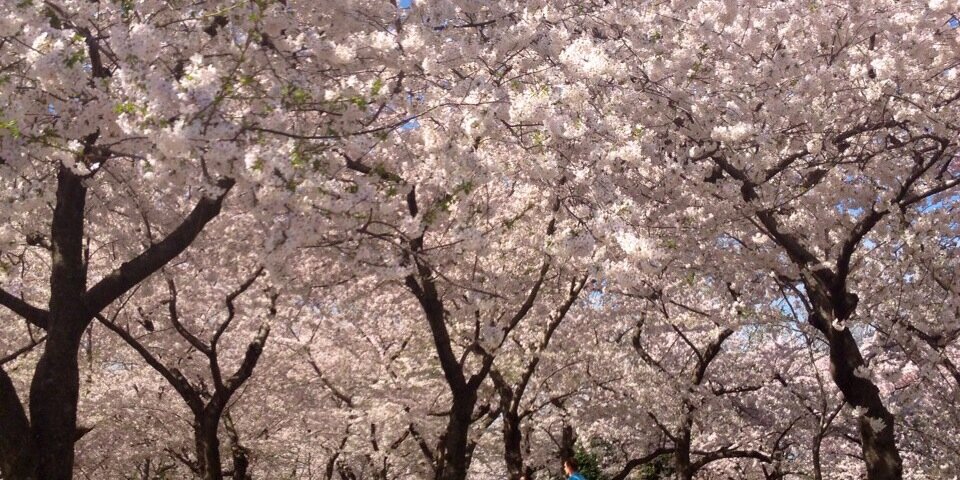 Lauren Haber Caplan banner