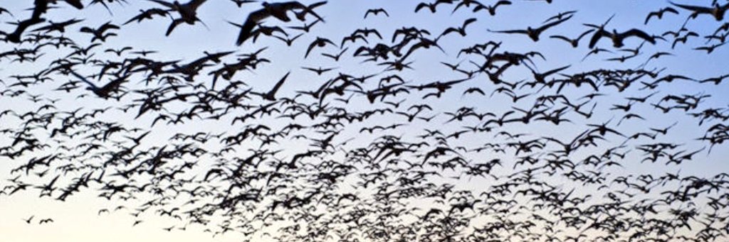 𝒾𝐿𝓀𝒩𝓊𝑅 banner