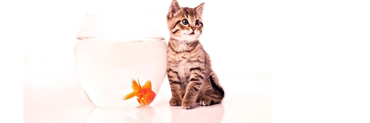 LauraleeOrphey's profile banner image