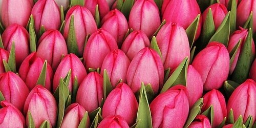 CuteFloristry's profile banner image