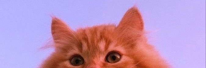 abigaillorah's profile banner image
