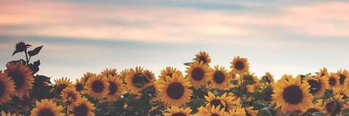 R_Turkmani's profile banner image