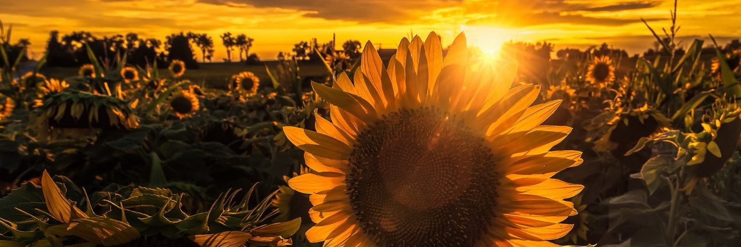 blissfulbubble's profile banner image