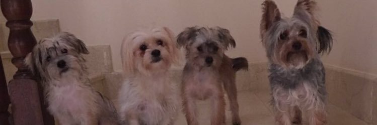 meeso_sa's profile banner image