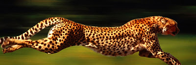 DavidFlom's profile banner image