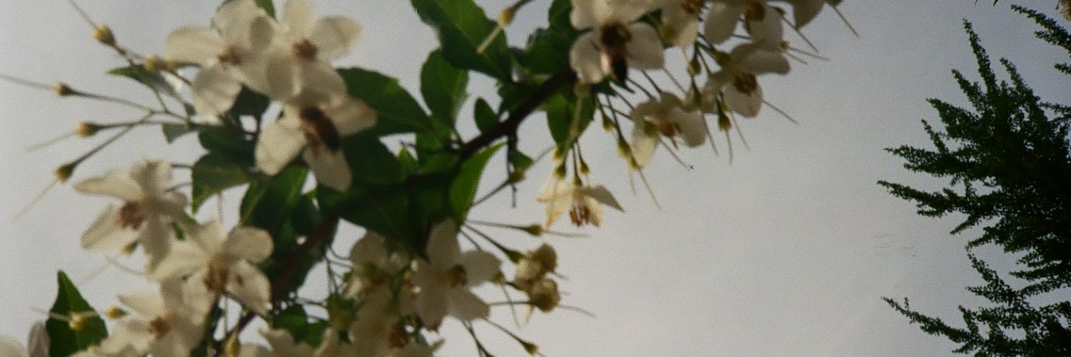 Alessia Antonucci banner