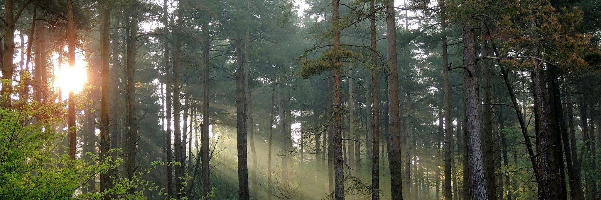 MendipCamp's profile banner image