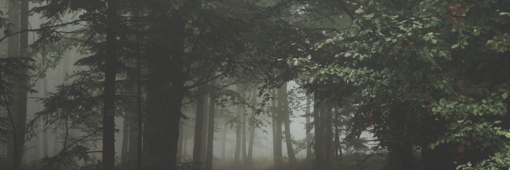 discodogse's profile banner image
