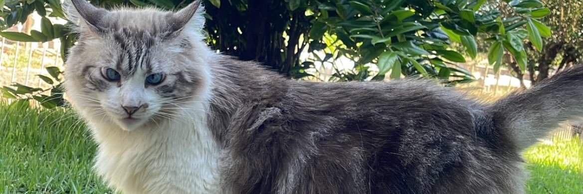 duhranierii's profile banner image