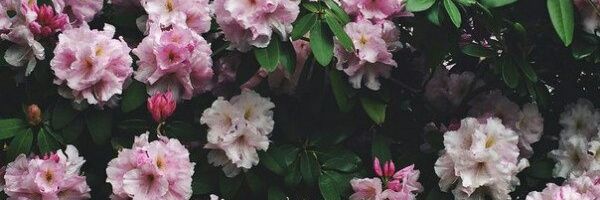 KatyaSimpsons's profile banner image