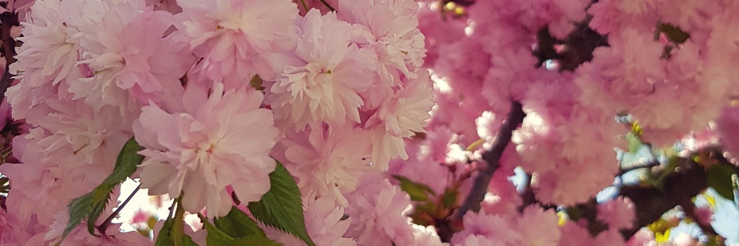 ashchocomint's profile banner image