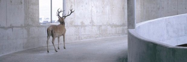 stfnkblm's profile banner image