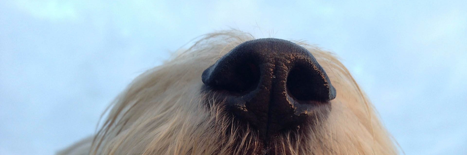 DogExtra's profile banner image