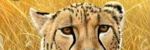 AlexAyor's profile banner image