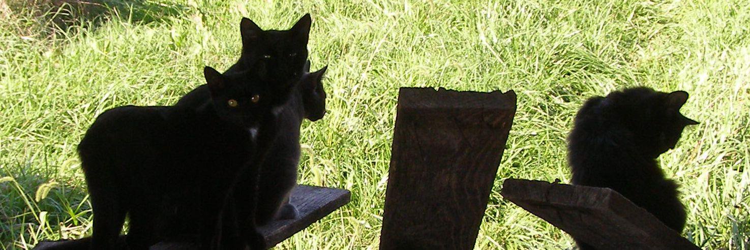 Aimable Cats banner