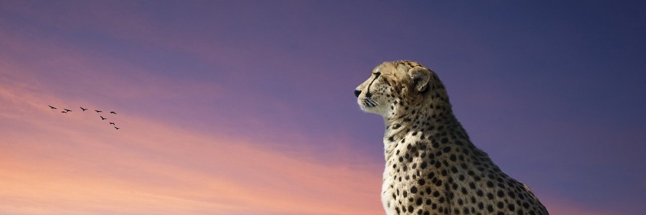 lpton's profile banner image