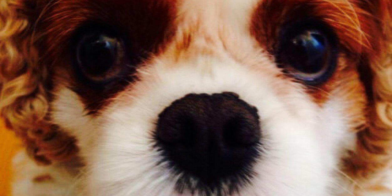 beth banner