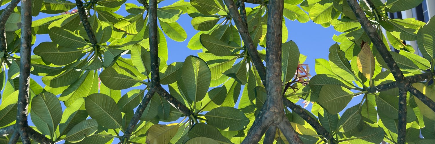 Tyrapalany's profile banner image