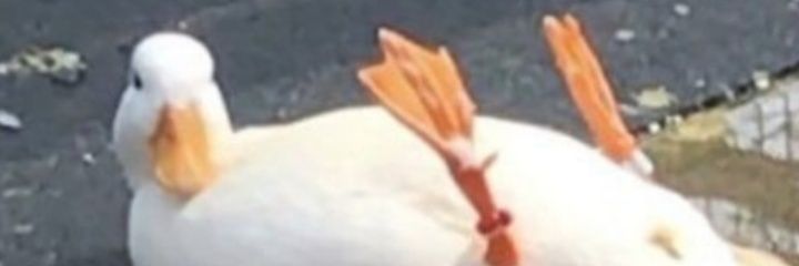 SardelliFilho's profile banner image