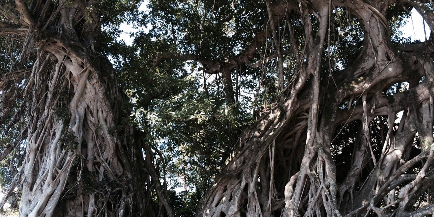 11Carpinteria's profile banner image