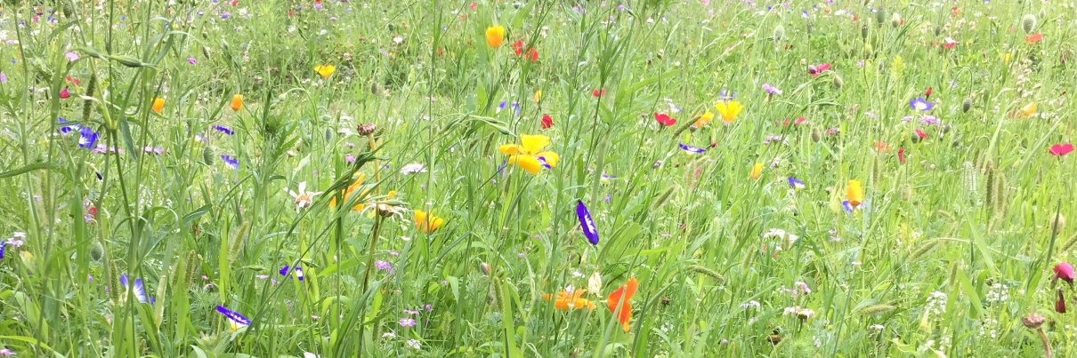 Kellie Ottoboni banner